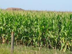 An-Iowa-corn-field