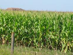 An-Iowa-corn-field