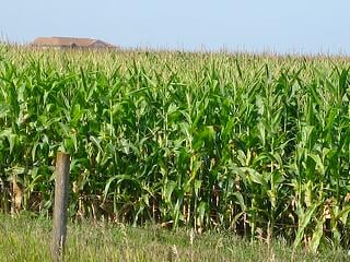 An-Iowa-corn-field.jpg