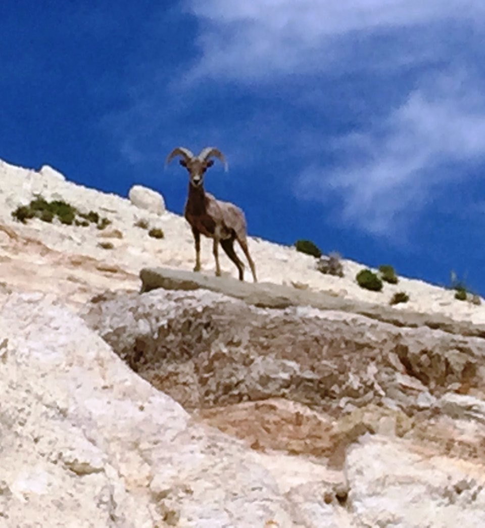 Nevada Bighorns Living Large at EP Minerals’ Diatomaceous Earth plant