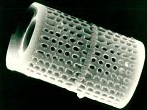 diatom