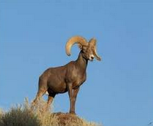 bighorn_on_cliff