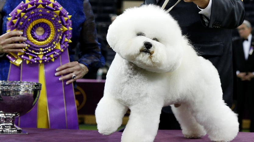 Belle creek hot sale bichons