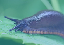 slug